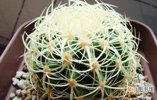 家里有异味 养这些不太起眼还能净化空气的绿色植物