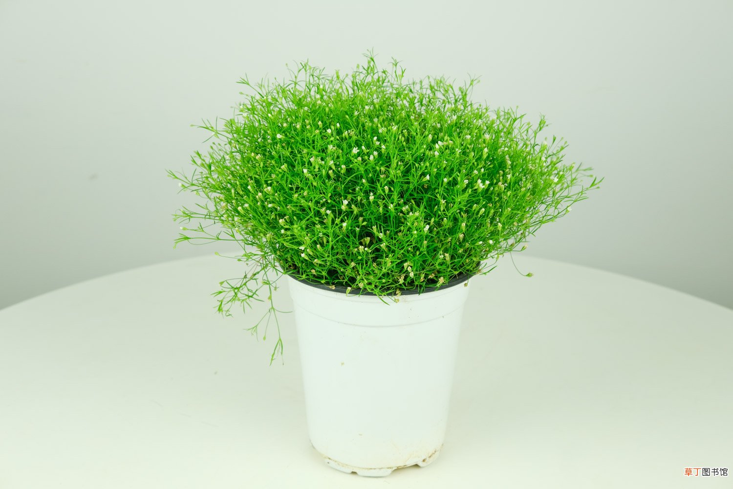 干花和鲜花的区别 满天星花瓶里要放水吗