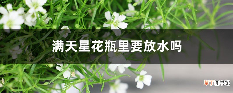 干花和鲜花的区别 满天星花瓶里要放水吗