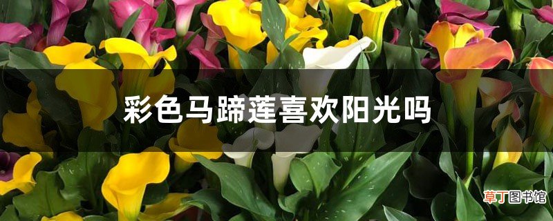 彩色马蹄莲能养几年,喜欢阳光吗