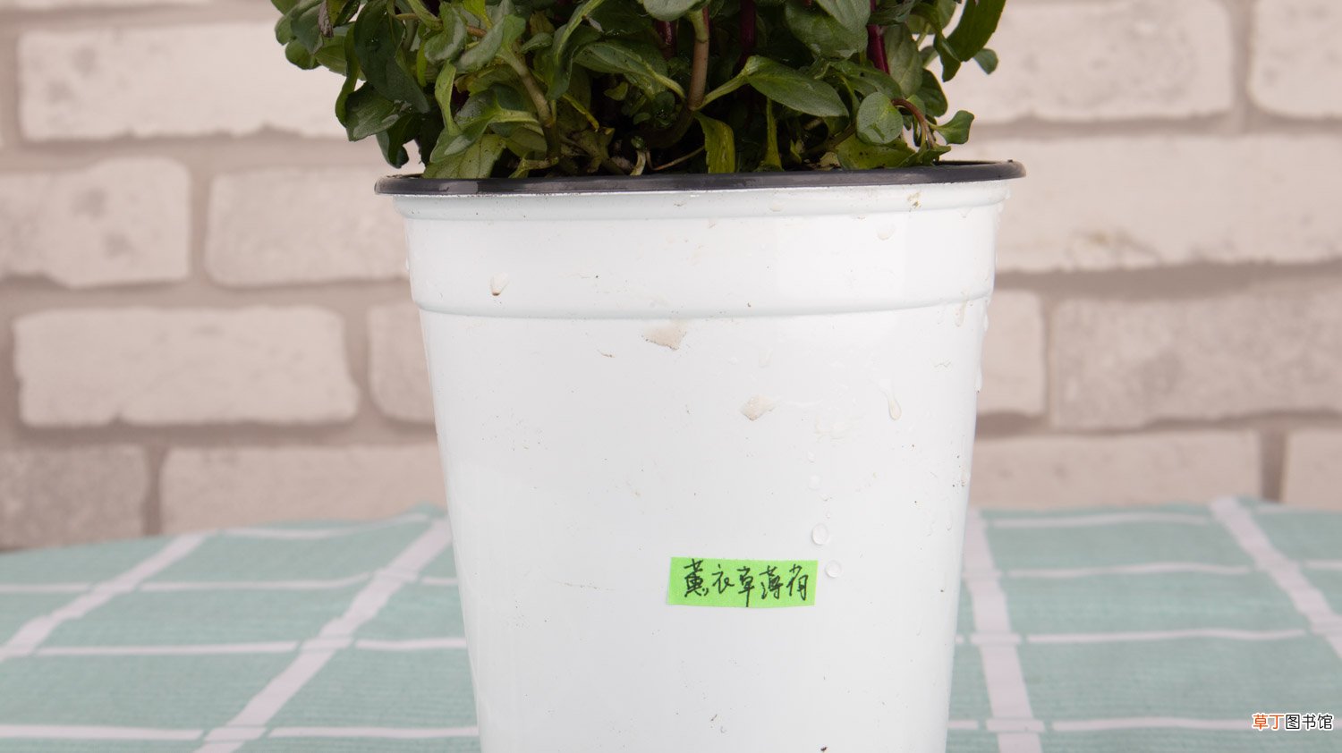 薄荷可以放在卧室吗，在风水上代表什么