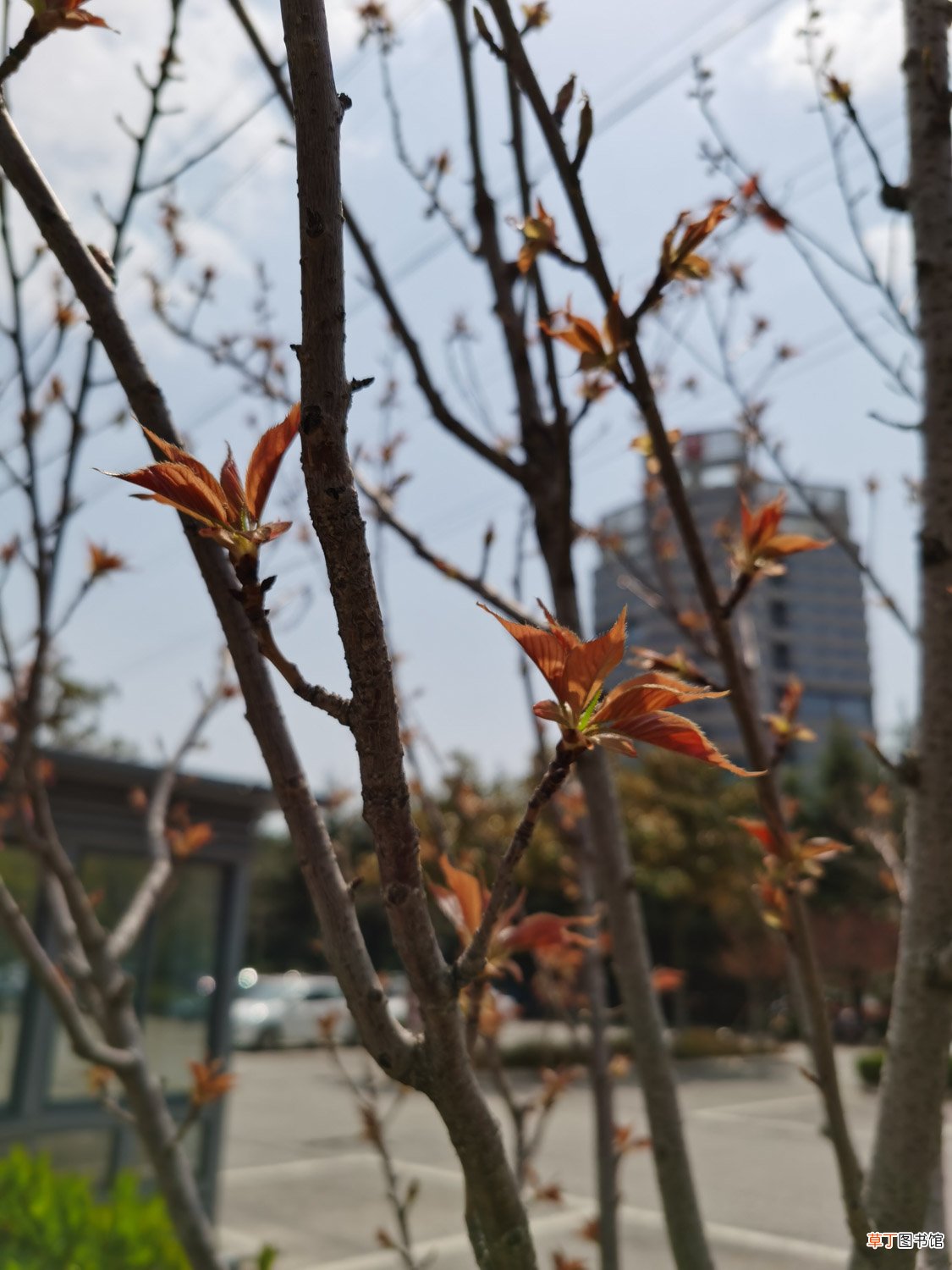 樱花草的花语是什么
