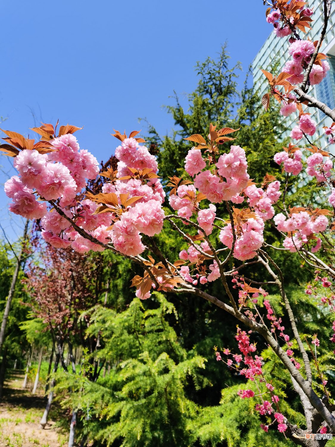樱花草的花语是什么