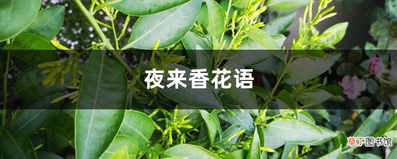 各色夜来香花语不同 夜来香花语与传说