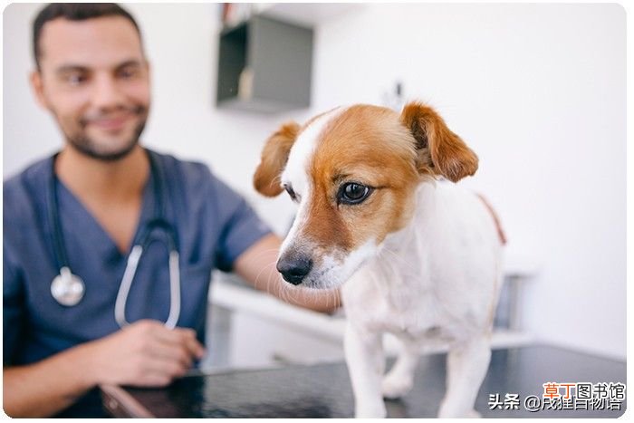 狗狗感冒药有哪些 狗感冒吃什么药