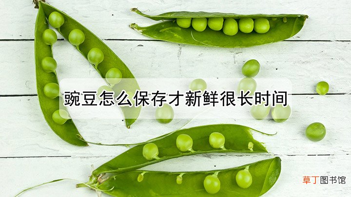豌豆怎么保存才新鲜