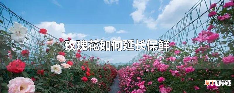玫瑰花怎么延长保鲜