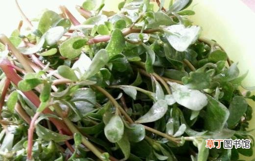 马齿苋作用大 花盆里栽一棵观赏食用都不错