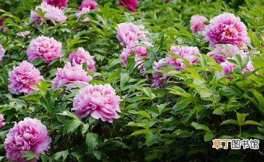 让盆栽牡丹安全度夏 夏季管理应做好三防