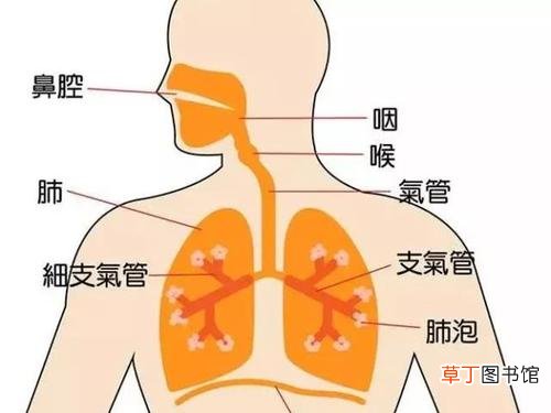 支气管炎用什么药-支气管炎用什么药效果好