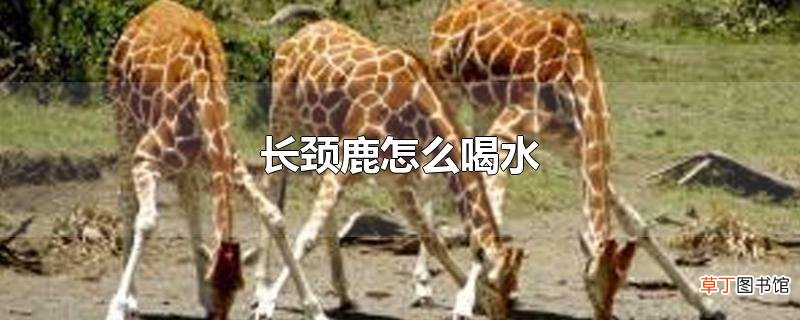长颈鹿怎么喝水