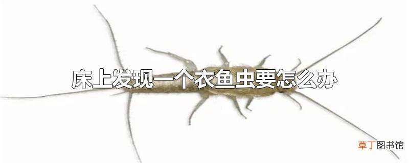 床上发现一个衣鱼虫要怎么办