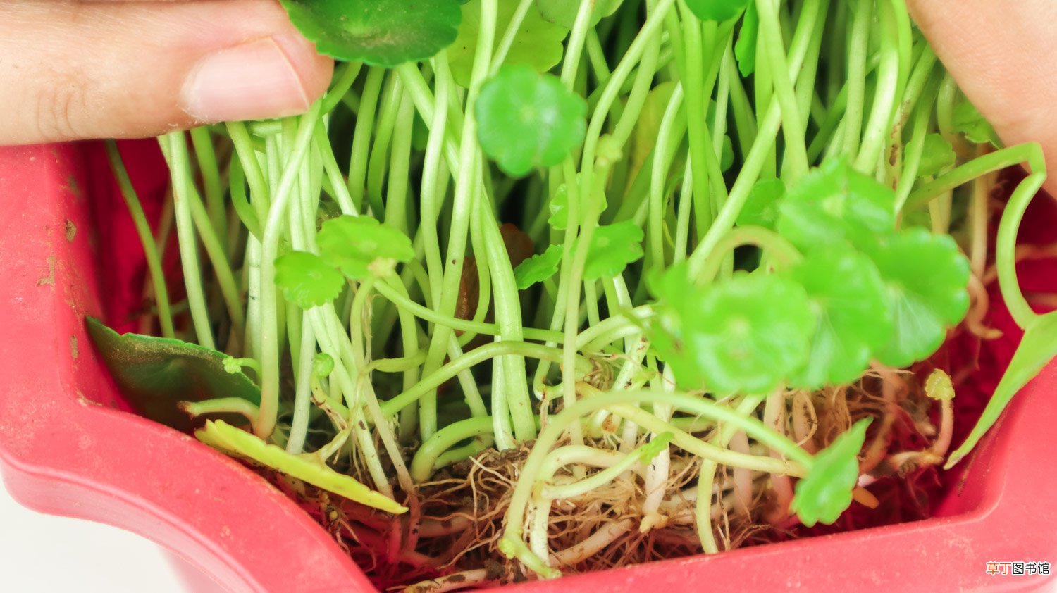 铜钱草的养殖方法