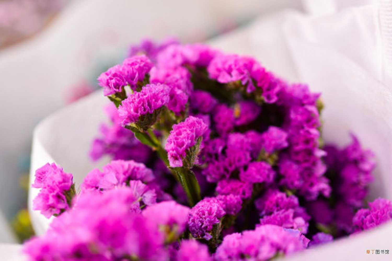 勿忘我的花语是什么