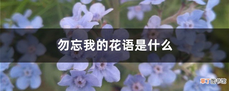 勿忘我的花语是什么