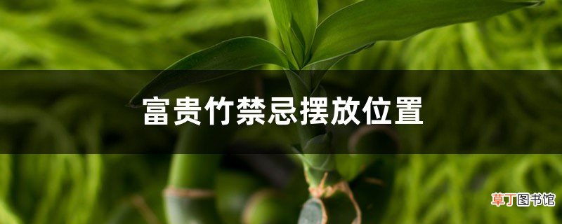 富贵竹禁忌摆放位置
