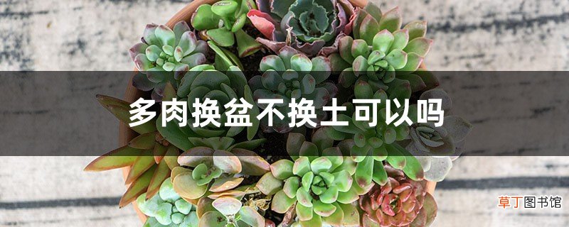 多肉换盆不换土可以吗，湿土还是干土好