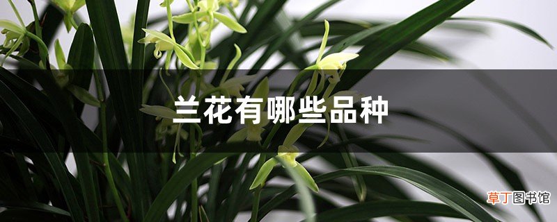 兰花品种大全
