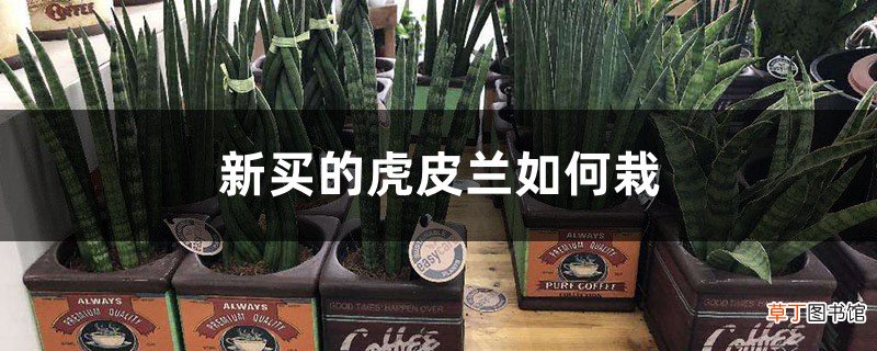 上盆和浇水方法 新买的虎皮兰如何栽