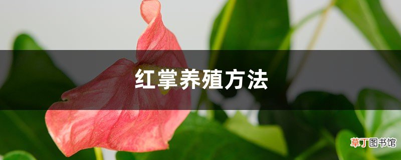 红掌养殖方法