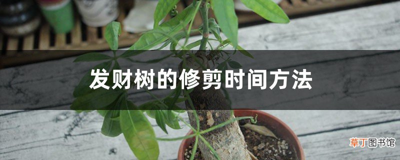 发财树的修剪时间方法