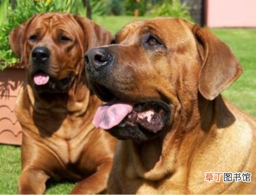 世界十大强悍猛犬 世界十大最凶猛猛犬