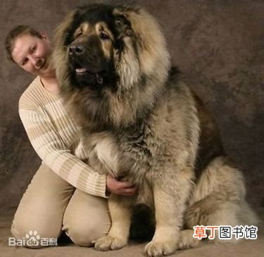 世界十大强悍猛犬 世界十大最凶猛猛犬