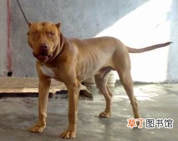 世界十大强悍猛犬 世界十大最凶猛猛犬