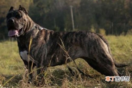 世界十大强悍猛犬 世界十大最凶猛猛犬