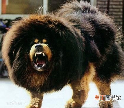 世界十大强悍猛犬 世界十大最凶猛猛犬