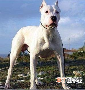 世界十大强悍猛犬 世界十大最凶猛猛犬