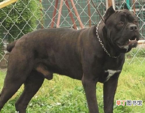 世界十大强悍猛犬 世界十大最凶猛猛犬