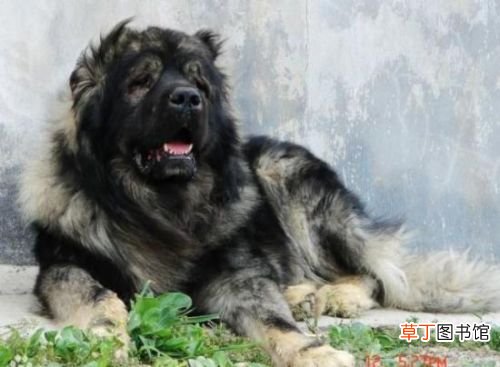 世界十大强悍猛犬 世界十大最凶猛猛犬