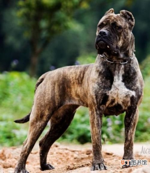 世界十大强悍猛犬 世界十大最凶猛猛犬