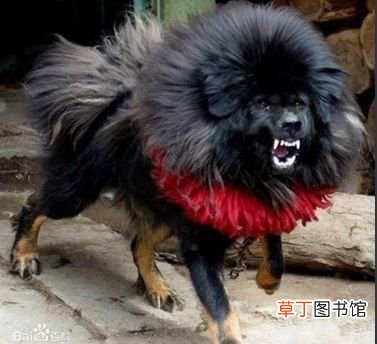 世界十大强悍猛犬 世界十大最凶猛猛犬