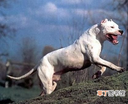 世界十大强悍猛犬 世界十大最凶猛猛犬