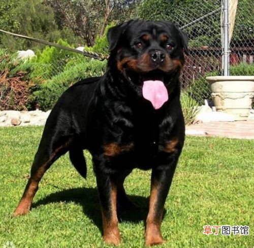 世界十大强悍猛犬 世界十大最凶猛猛犬