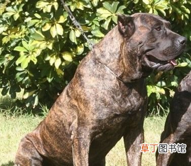 世界十大强悍猛犬 世界十大最凶猛猛犬