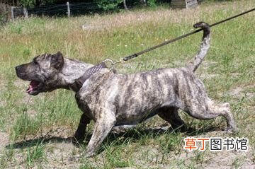 世界十大强悍猛犬 世界十大最凶猛猛犬
