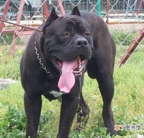 世界十大强悍猛犬 世界十大最凶猛猛犬