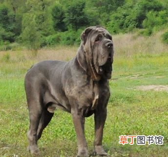 世界十大强悍猛犬 世界十大最凶猛猛犬