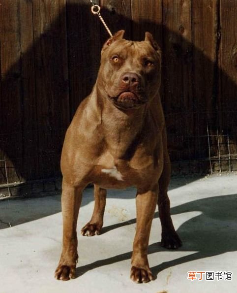 世界十大强悍猛犬 世界十大最凶猛猛犬