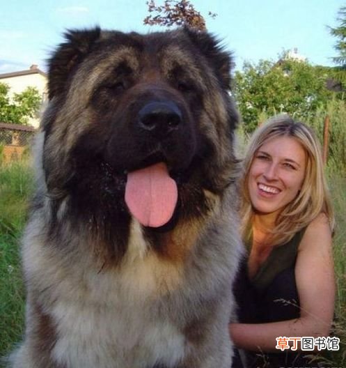 世界十大强悍猛犬 世界十大最凶猛猛犬