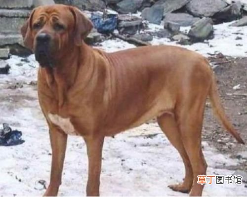 世界十大强悍猛犬 世界十大最凶猛猛犬