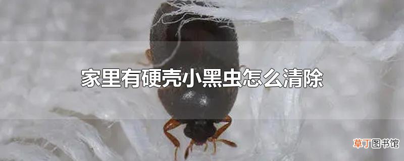 家里有硬壳小黑虫怎么清除