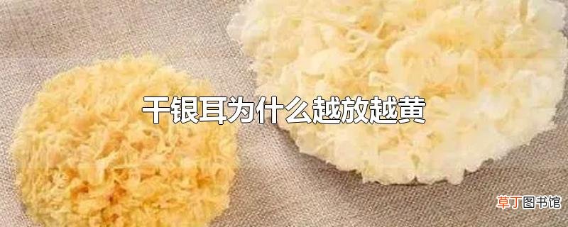 干银耳为什么越放越黄