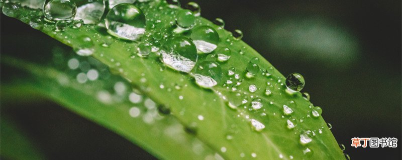 青禾什么意思 青禾到底什么意思