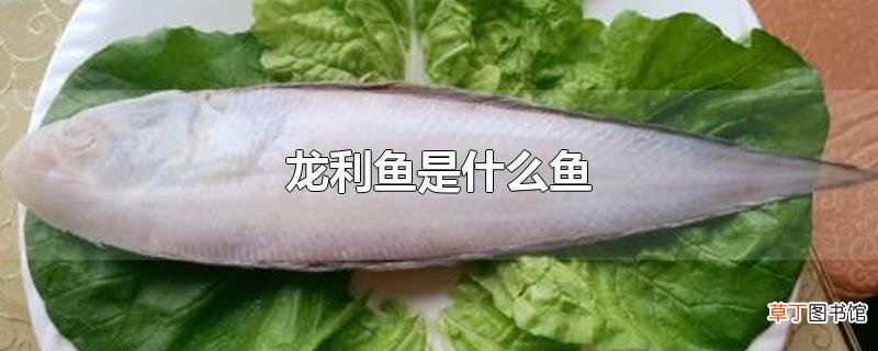 龙利鱼是什么鱼