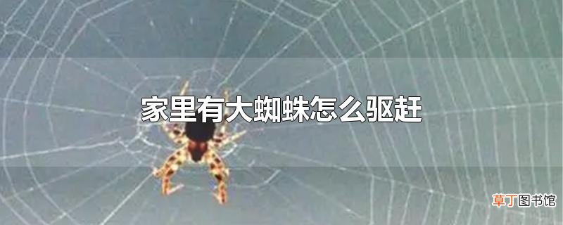 家里有大蜘蛛怎么驱赶