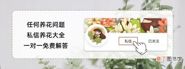 雏菊都有哪些不同的含义 雏菊不同的花语含义大全